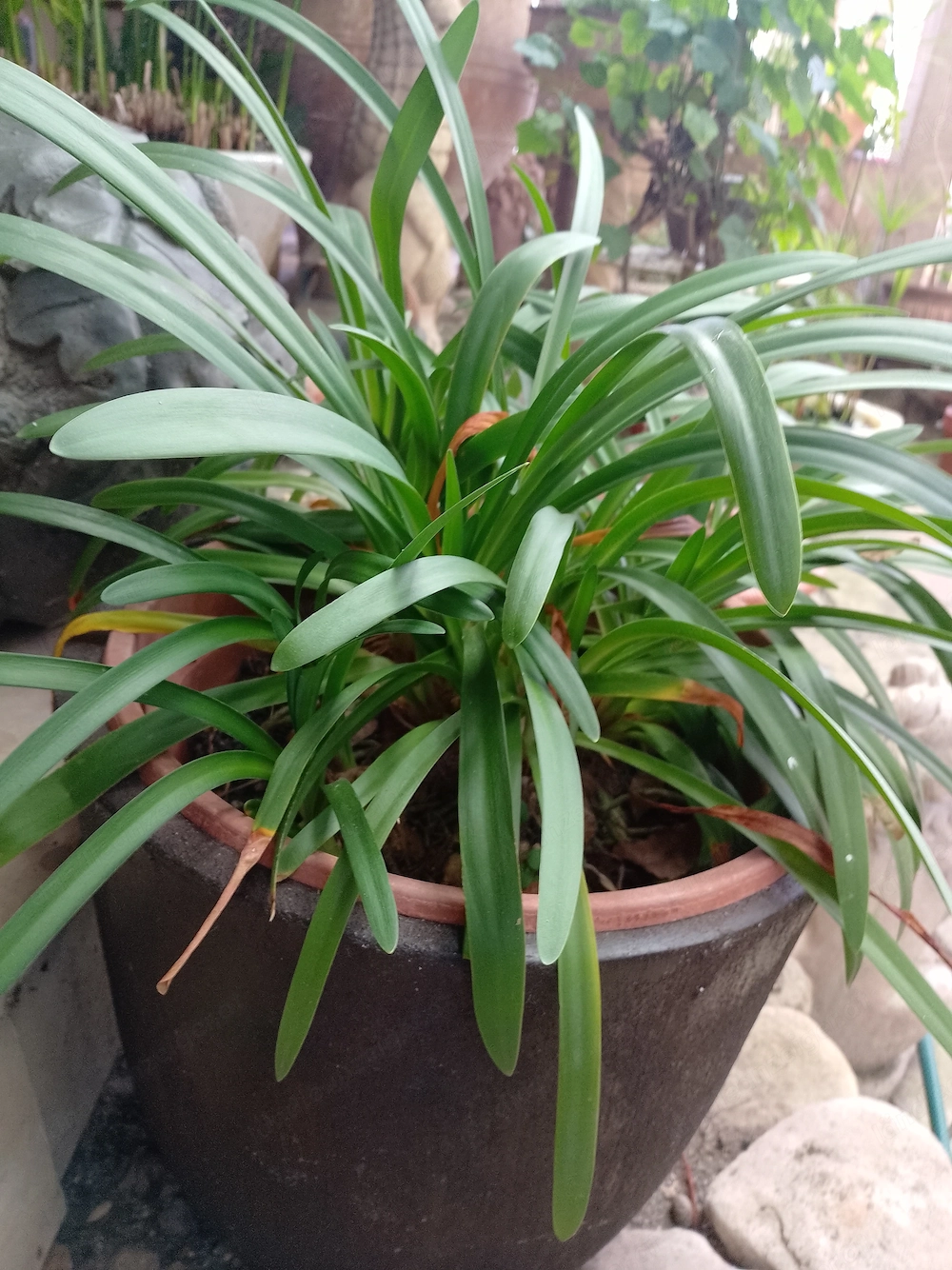 Agapanthus Weiß Blau 