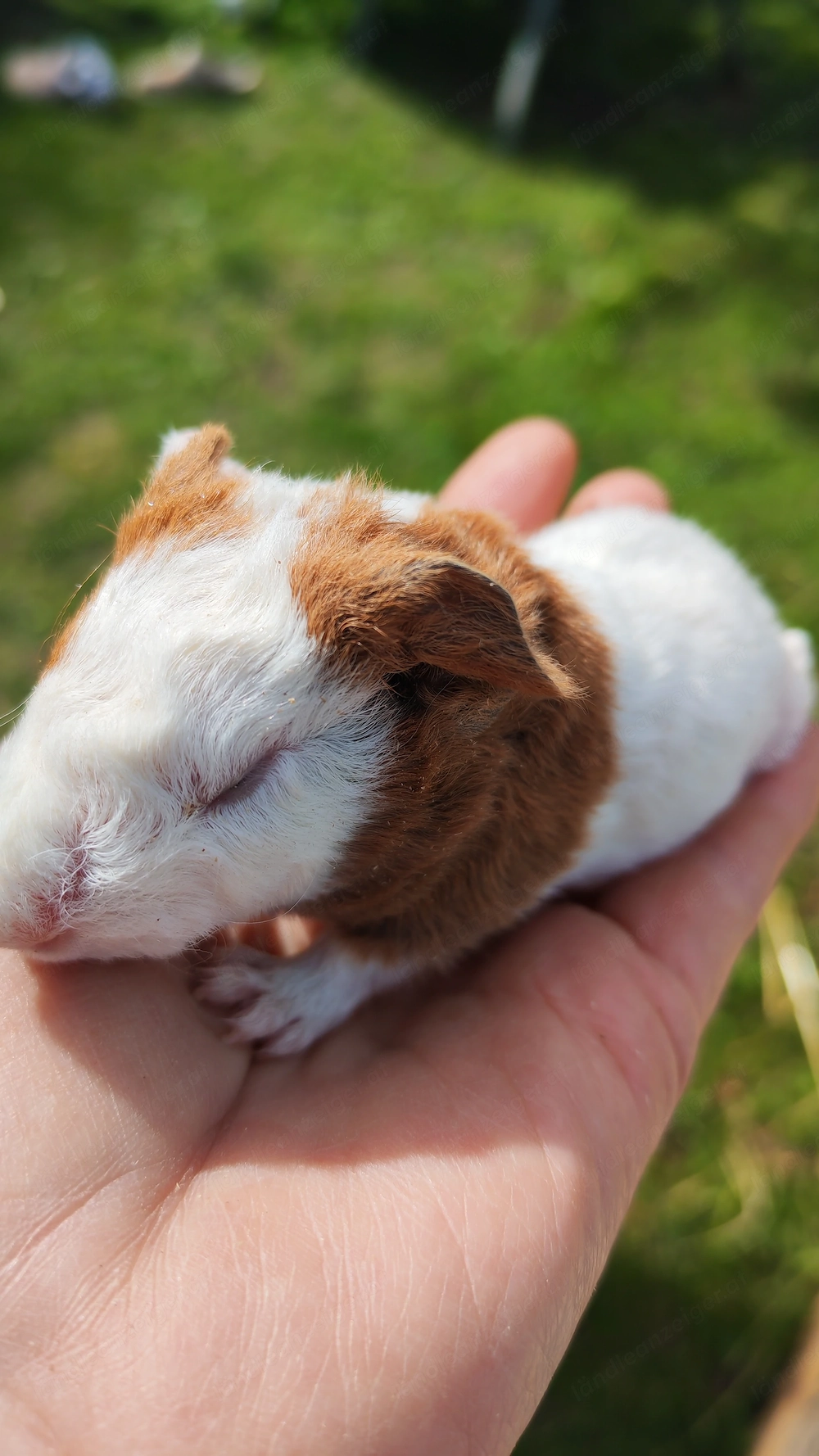 Meerschweinchen Babys 