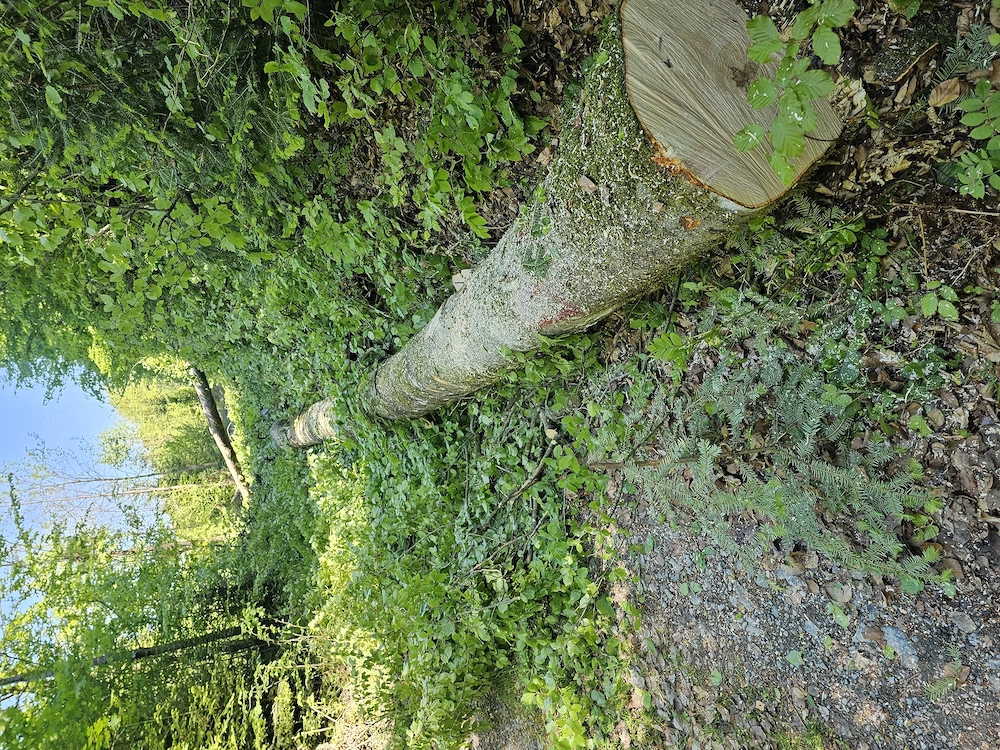 Buchenholz frisch geschnitten