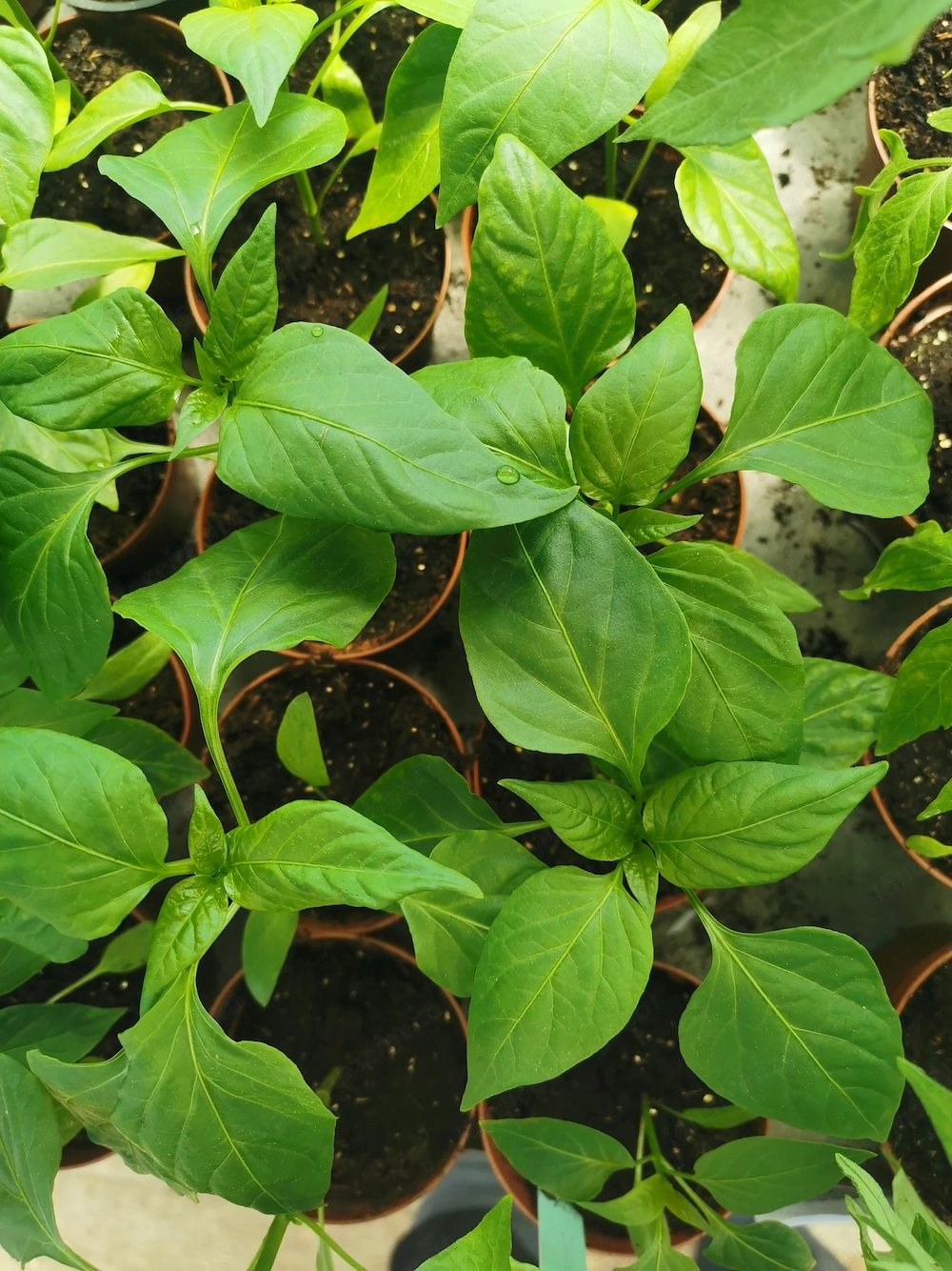 Paprika, Chilli 