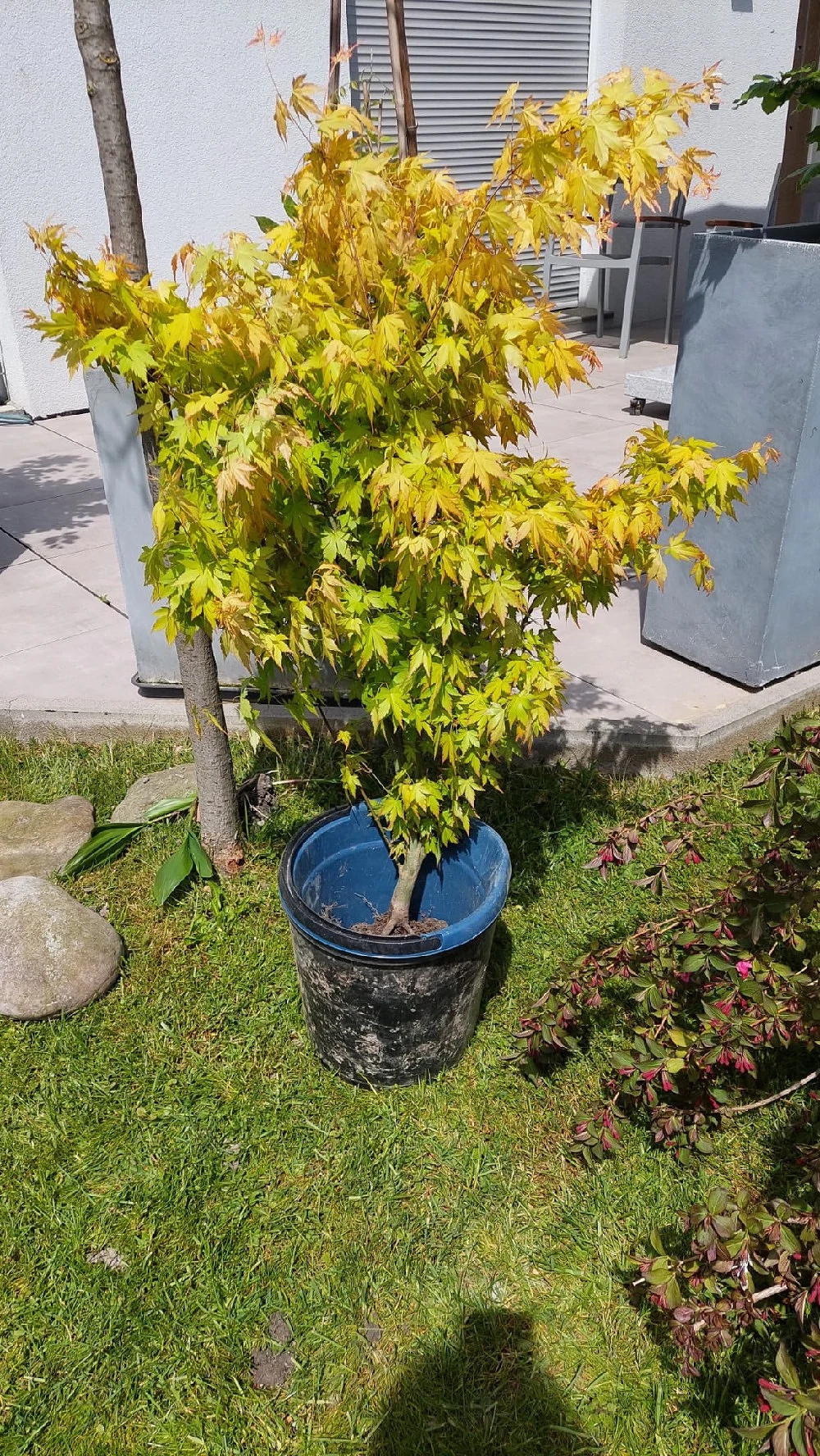 Fächerahorn gold, Weigelie, Hagebutten, Gartenpflanzen