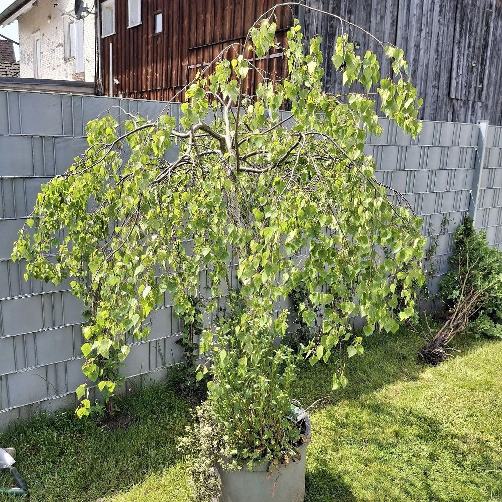 Gartenpflanzen