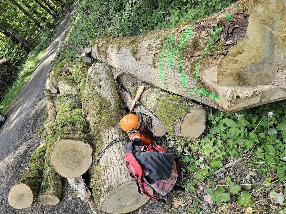 Buchnholz,Esche,Fichte