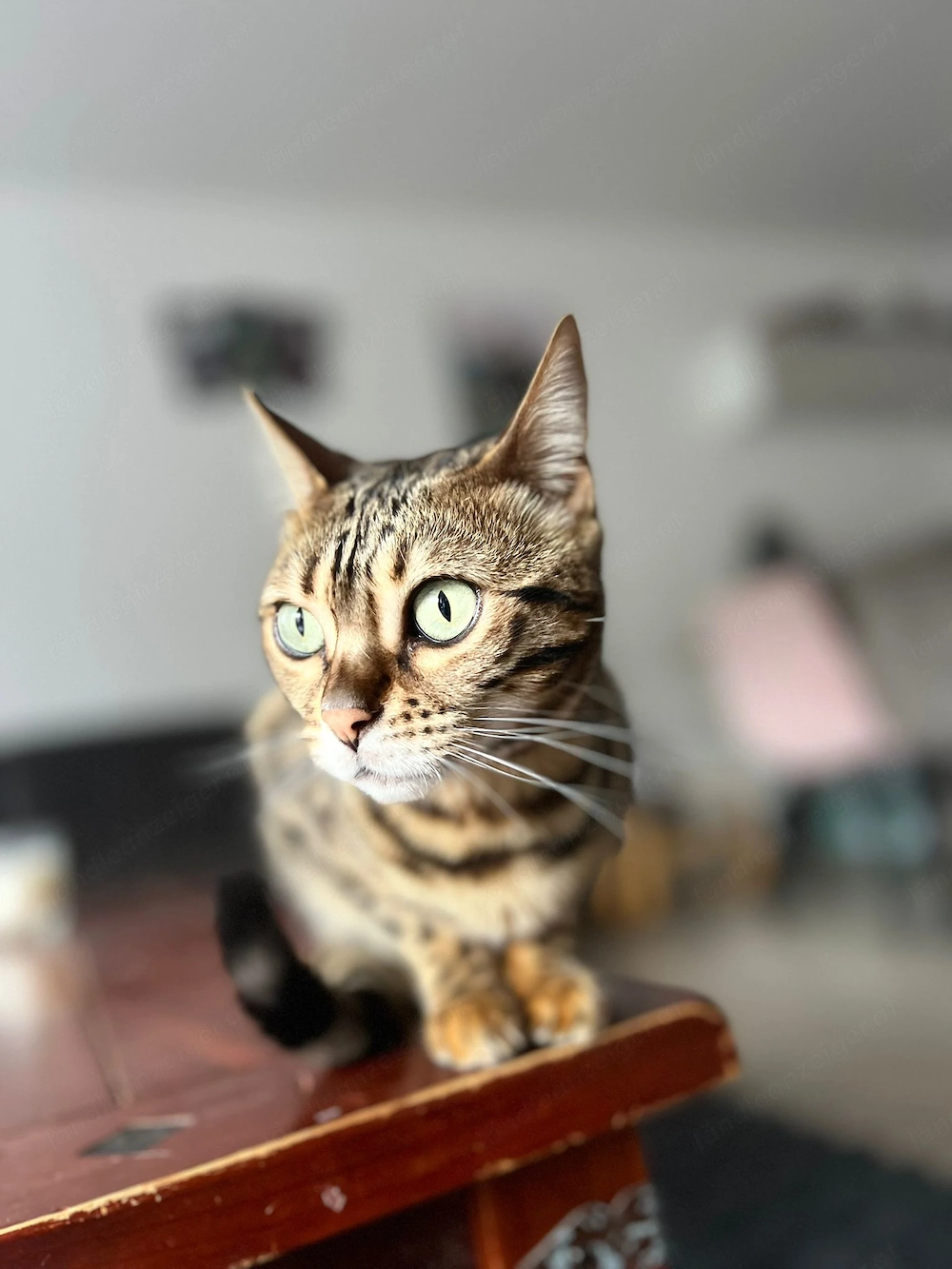 Weibliche Bengalkatze nähe KÖLN