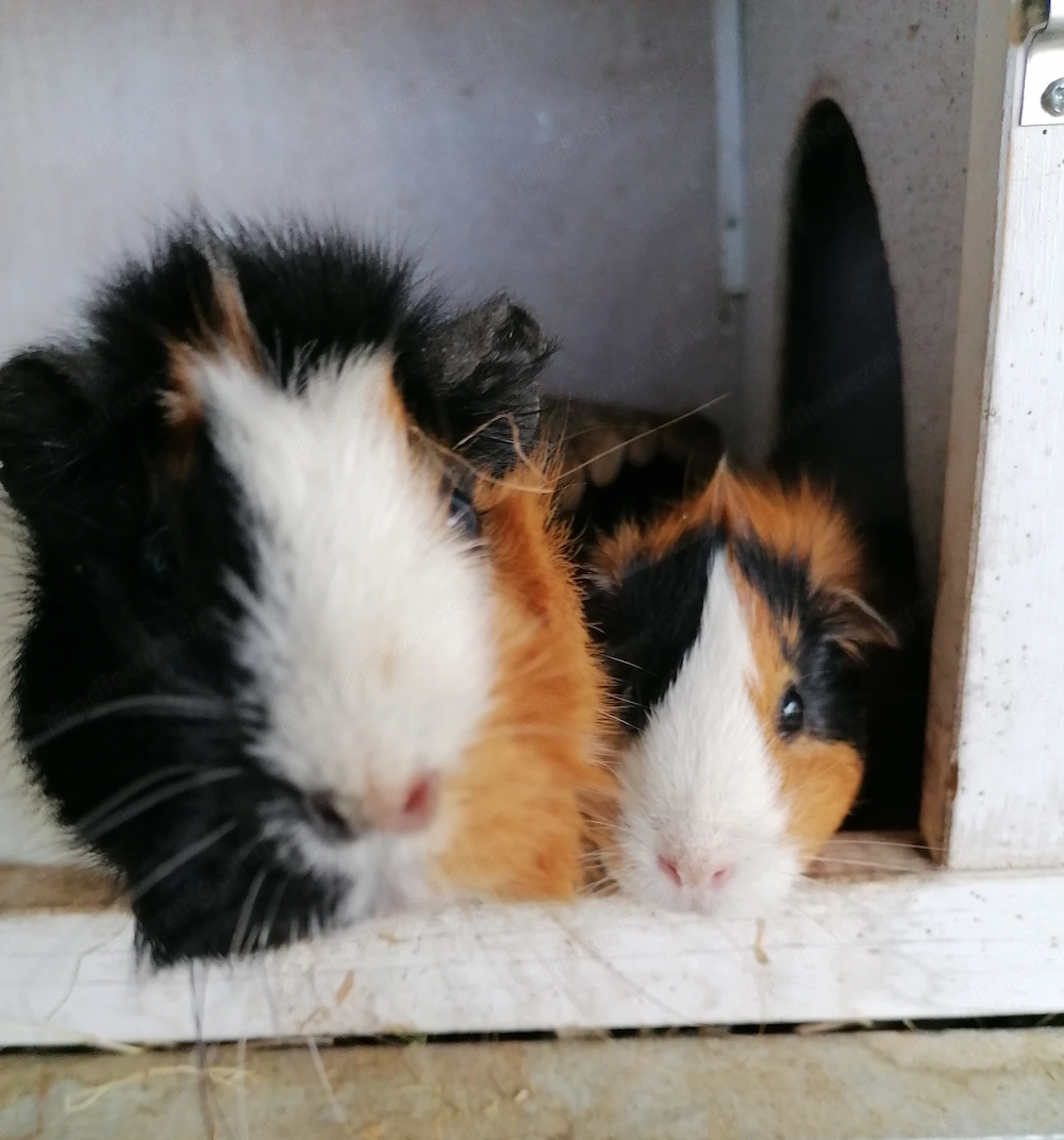 Zwei süsse Meerschweinchen, weiblich 