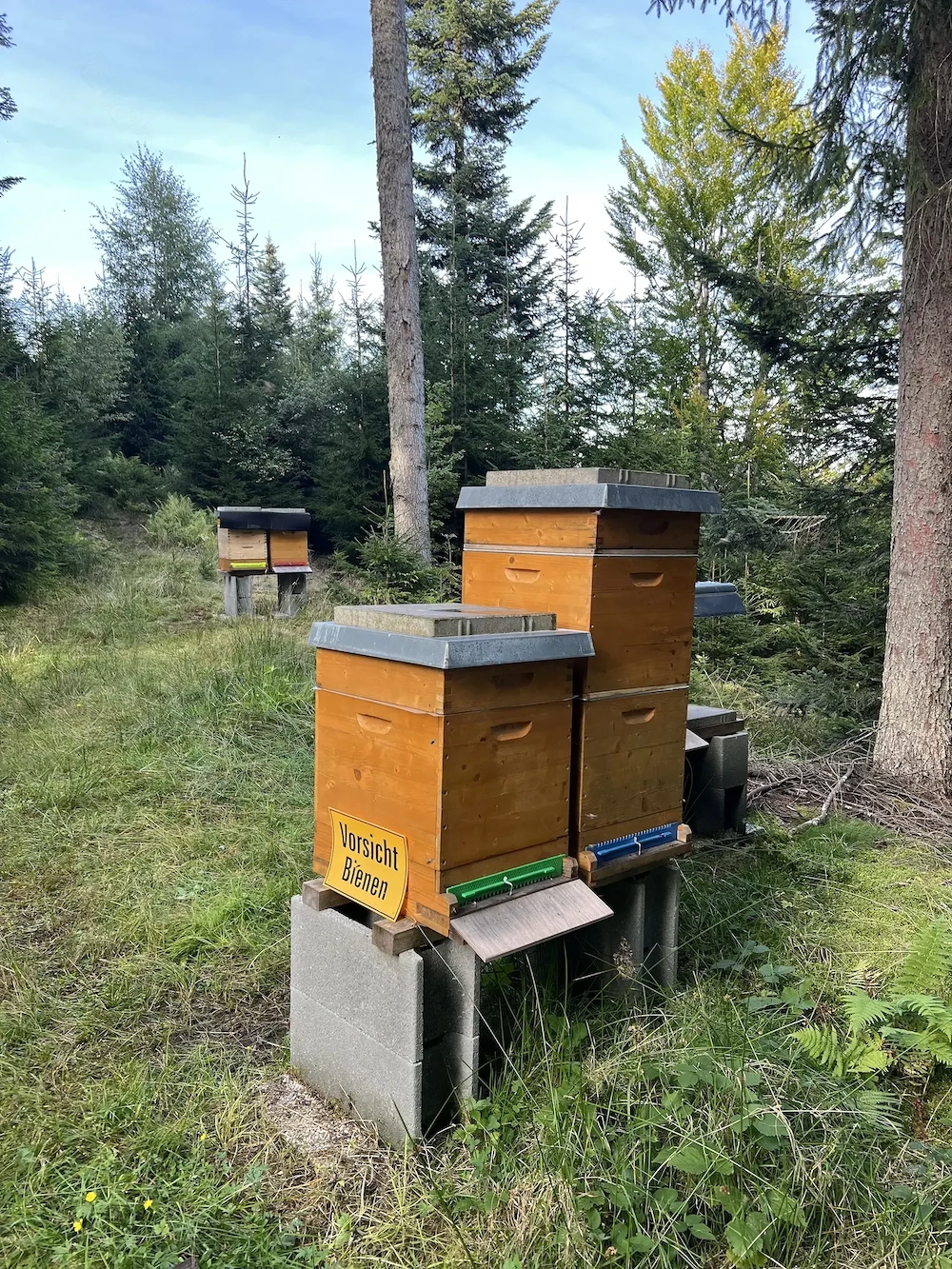 Platz für Bienenstöcke im Völs oder Umgebung gesucht