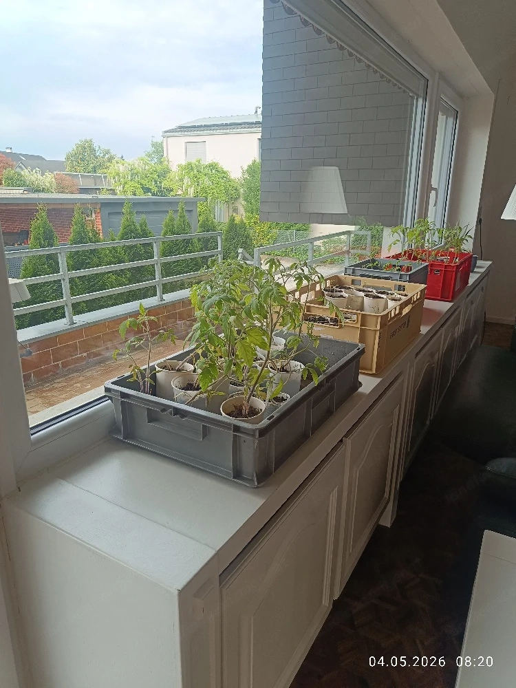 Tomaten Pflanzen 