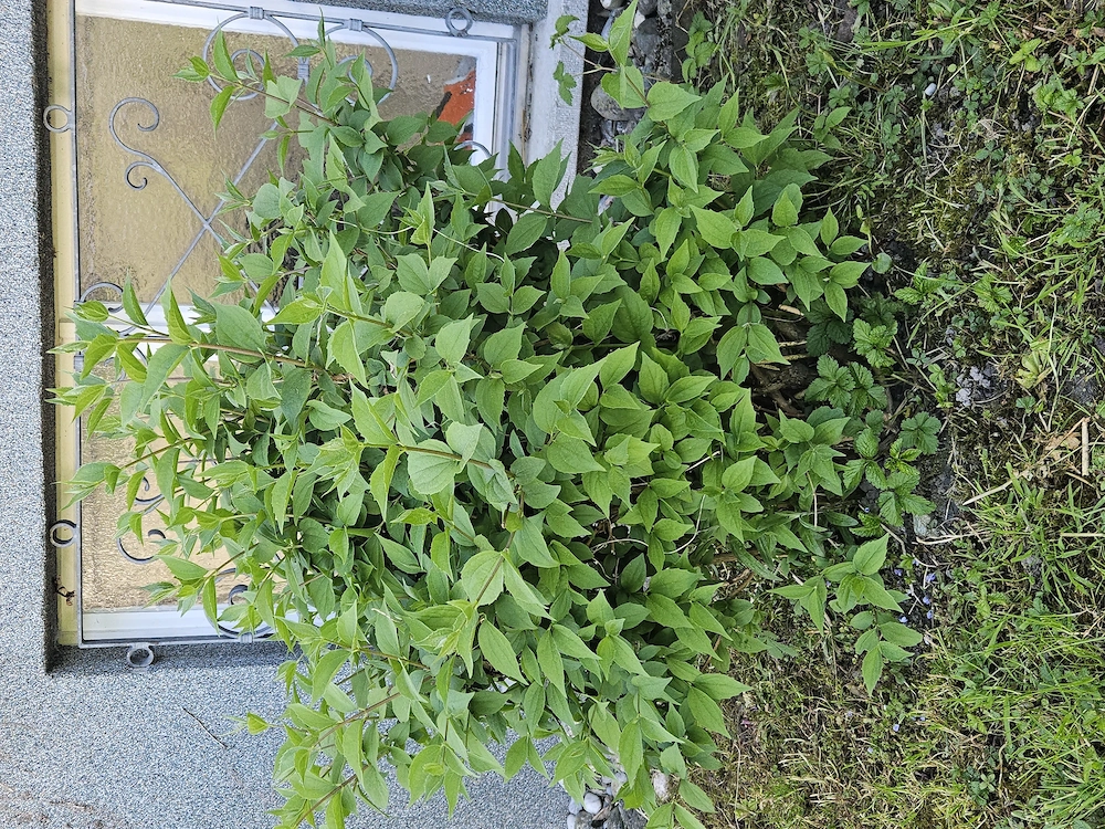 Jasmin Strauch -  philadelphus coronarius zu verkaufen