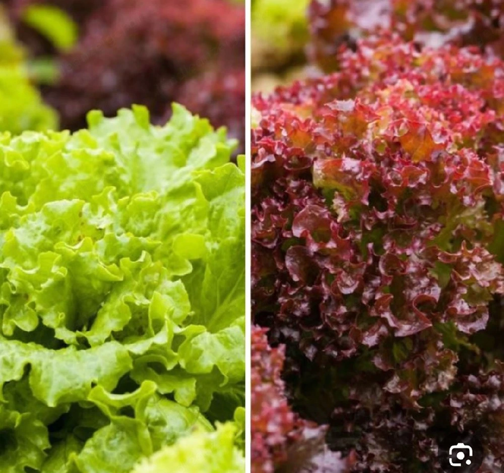 Rote Salat Setzlinge 