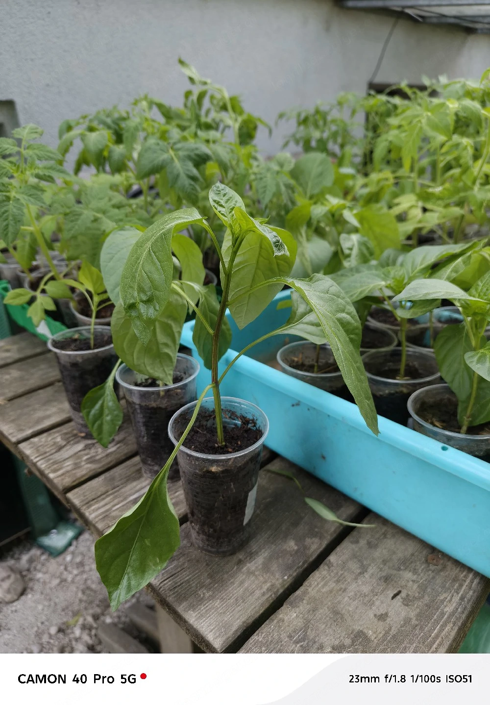 Paprika Setzlinge 