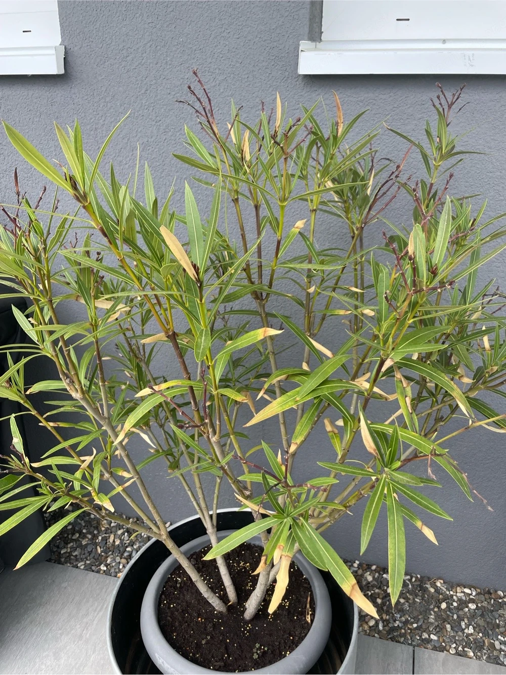 roter Oleander 