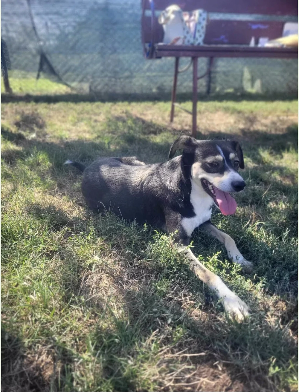 Betty - ein Herz auf vier Pfoten sucht sein Zuhause