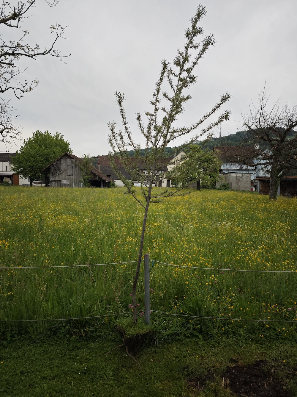 Sandornbaum zu verschenken 