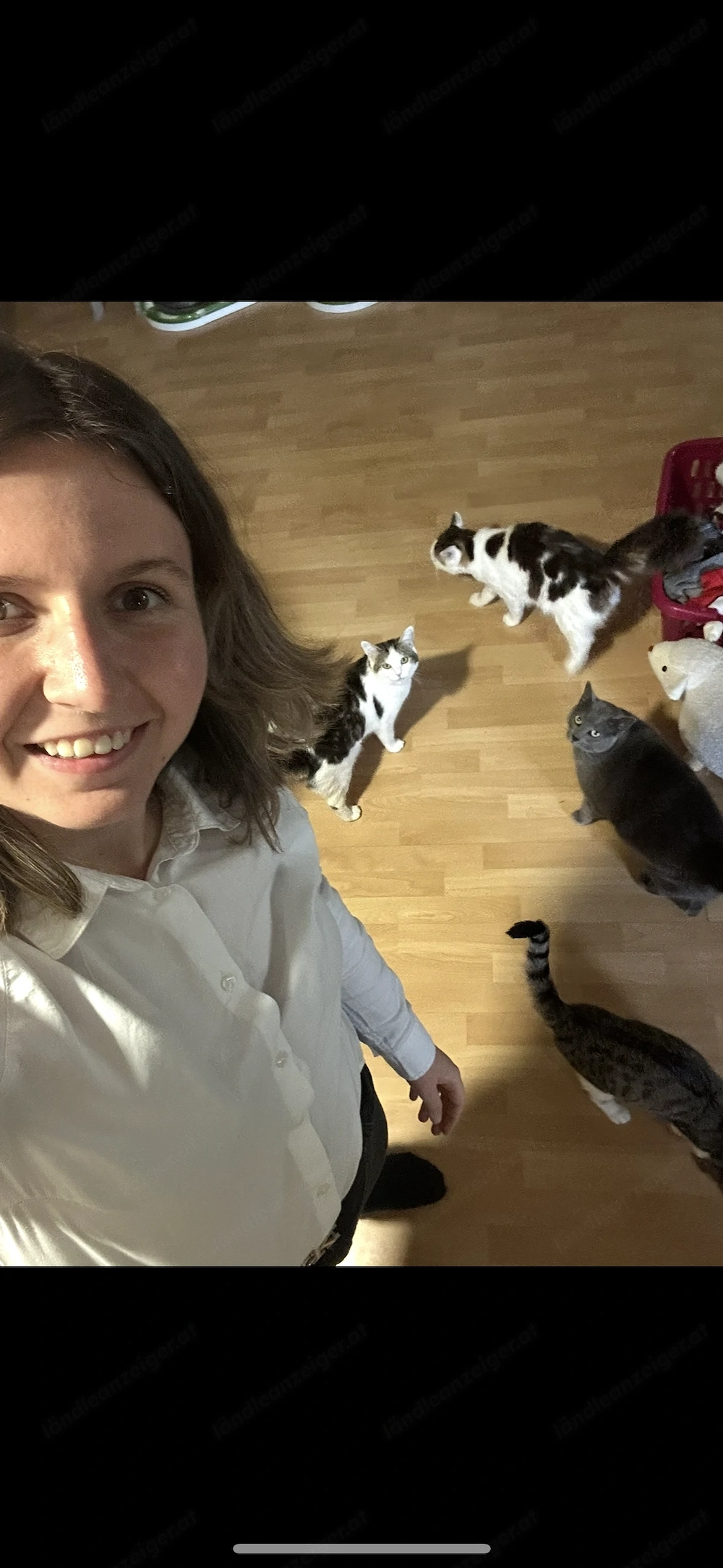 Suche 2 Zimmer Wohnung für mich und meine Katzen