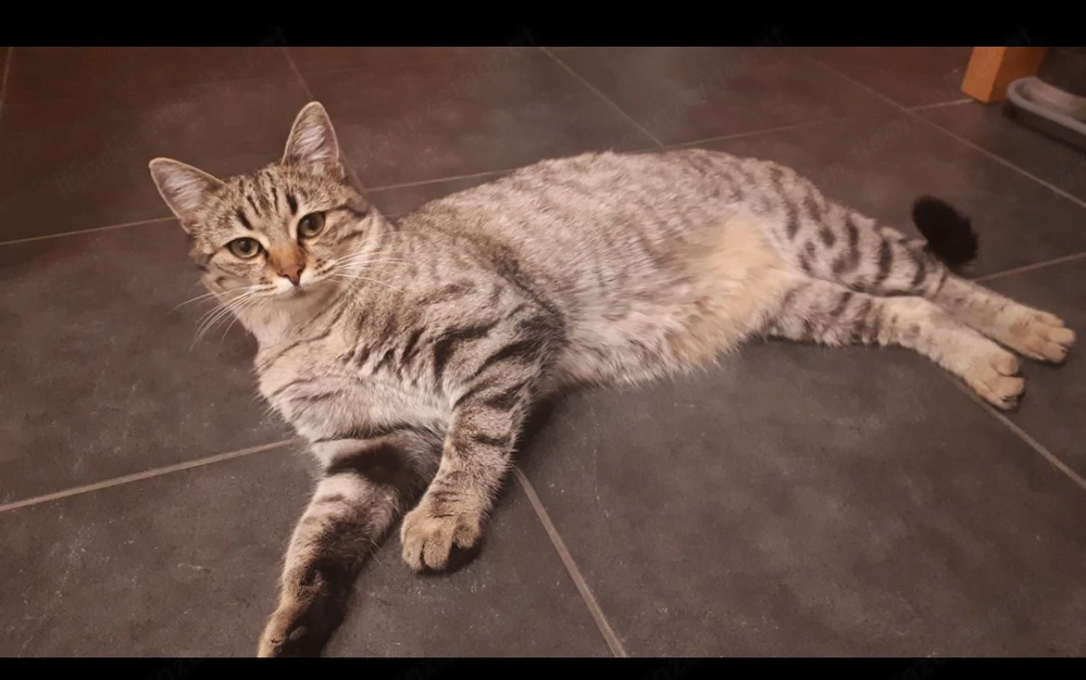 Unsere Katze Pfefferminzi