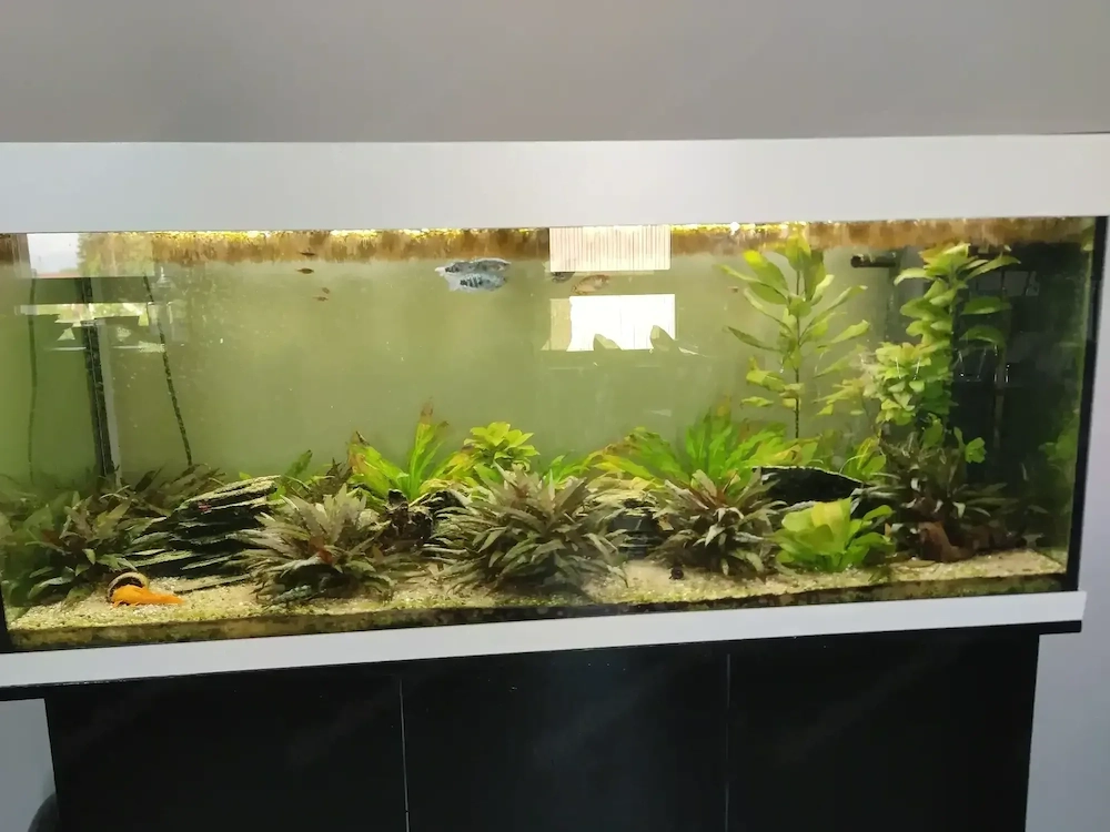 240 Liter Aquarium 