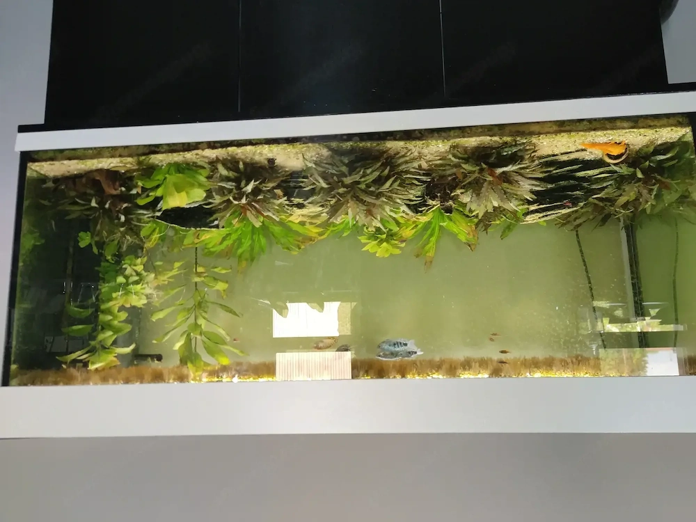 240 Liter Aquarium 