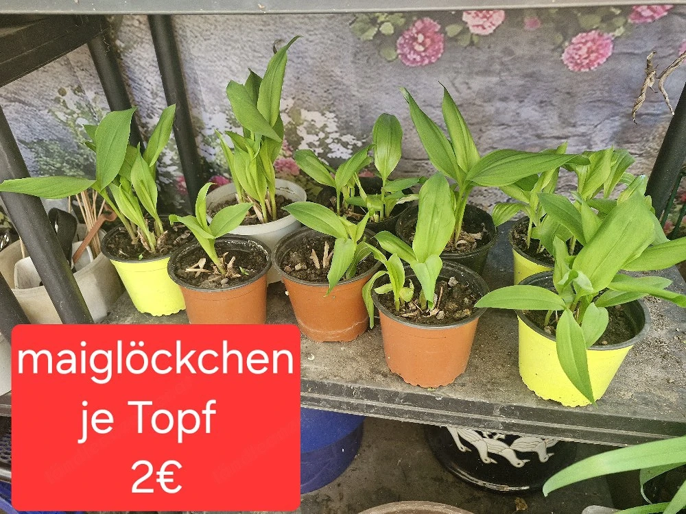 duftende Maiglöckchen