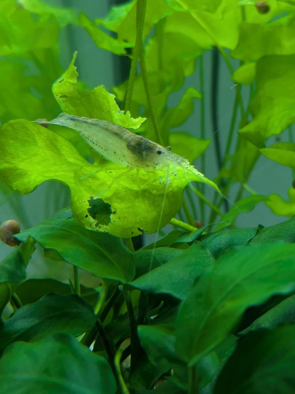Fische und Garnelen 