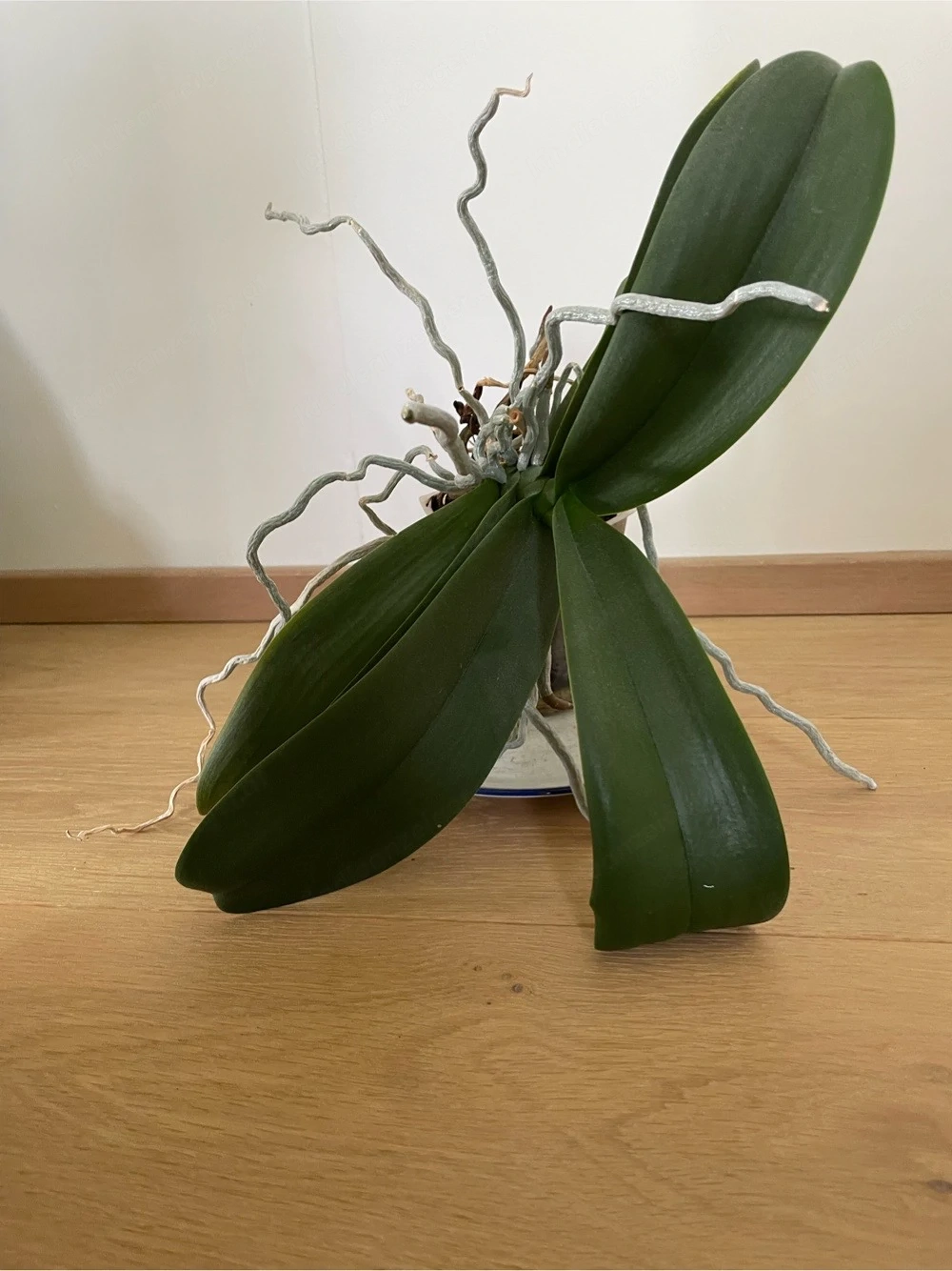 Orchidee zu verschenken