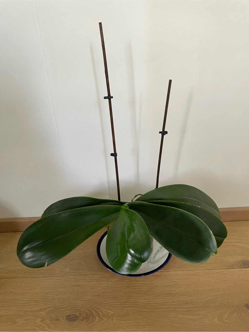 Orchidee zu verschenken