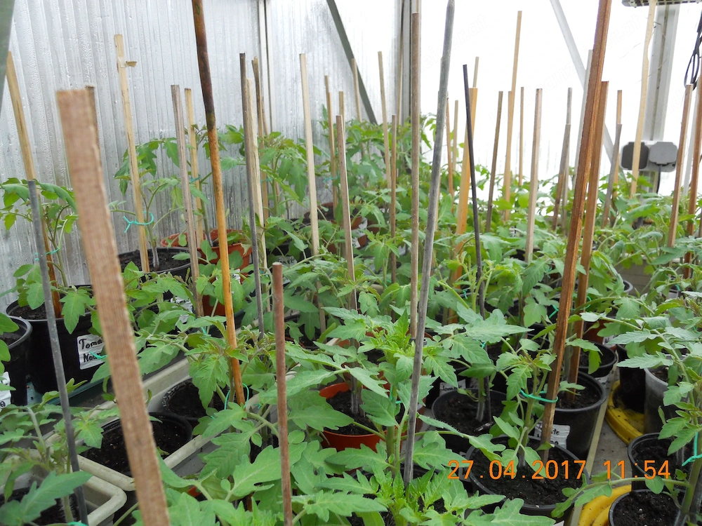Tomatenpflanzen