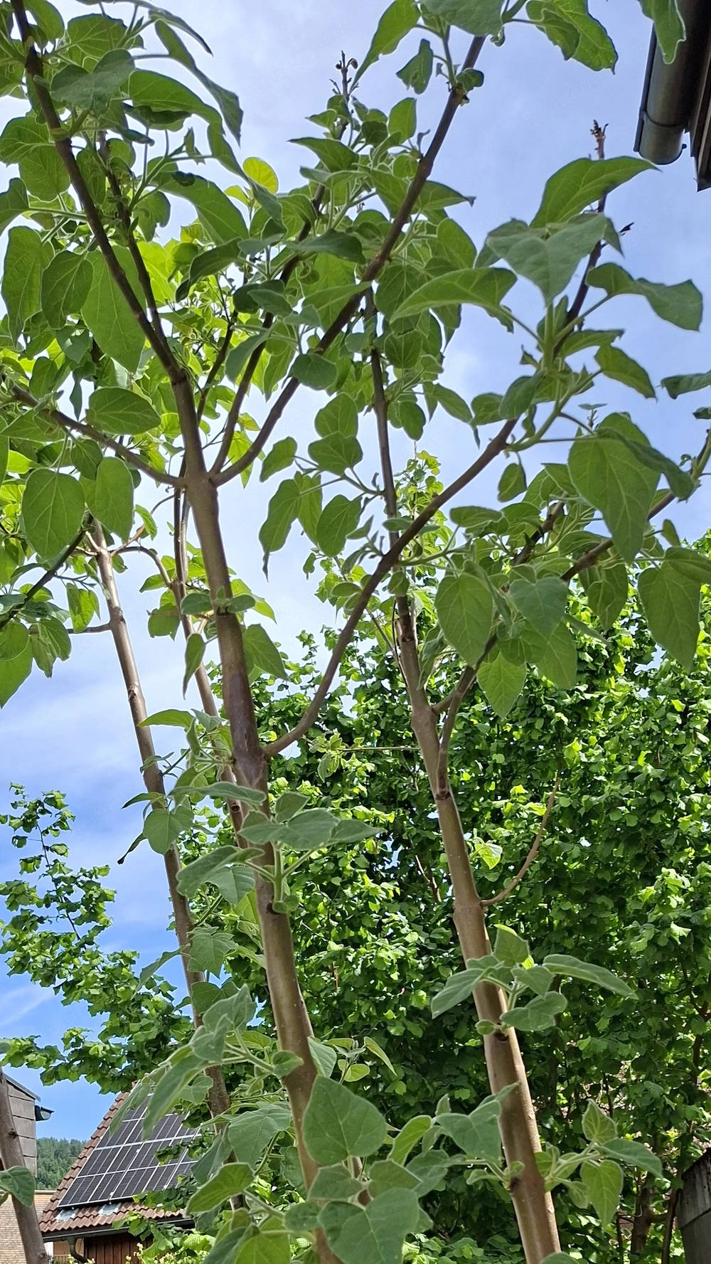 Blauglockenbaum
