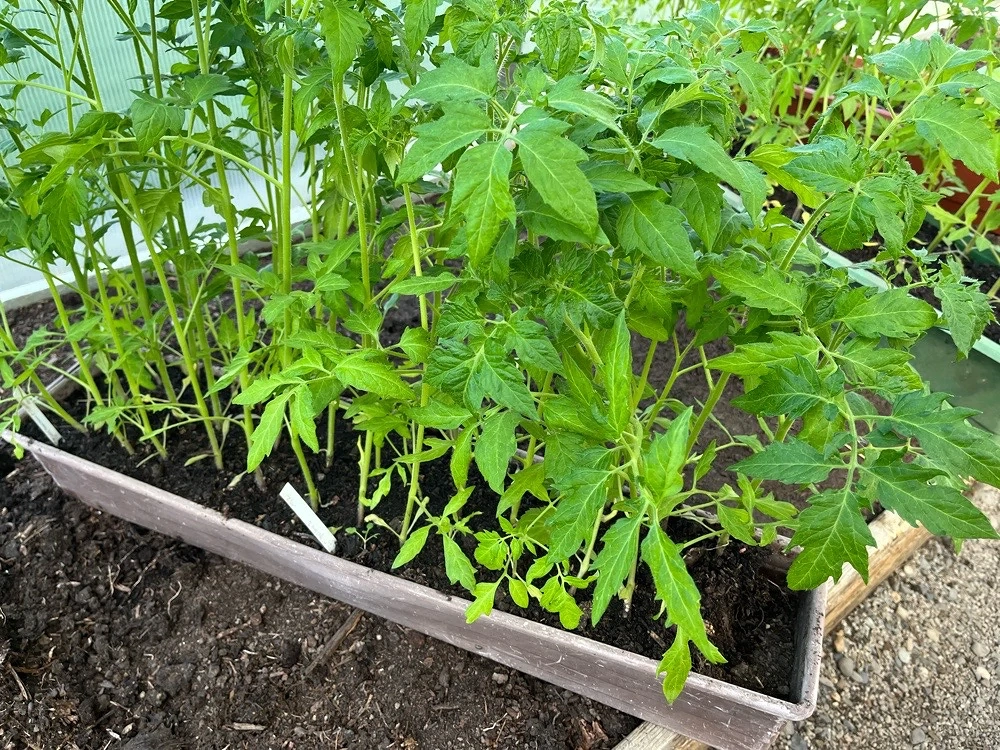 Tomatensetzlinge