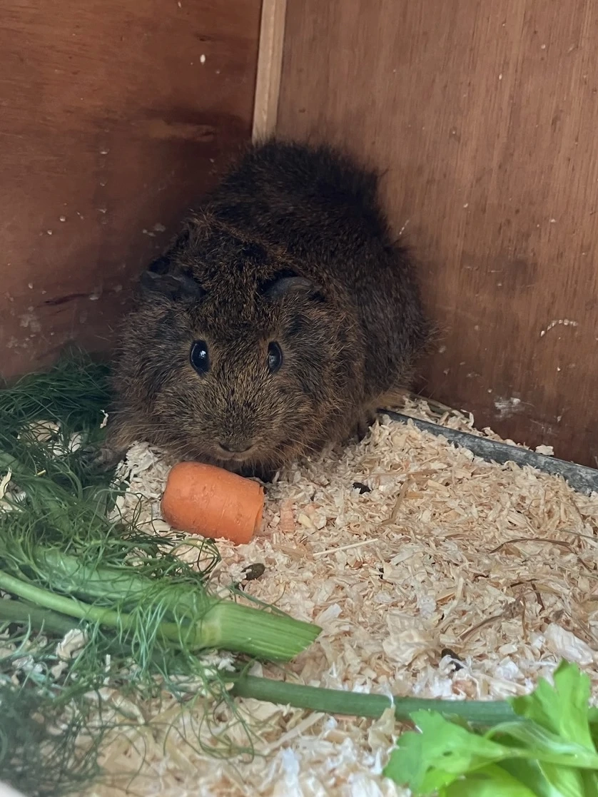 Meerschweinchen ca 9 Monate zu verschenken
