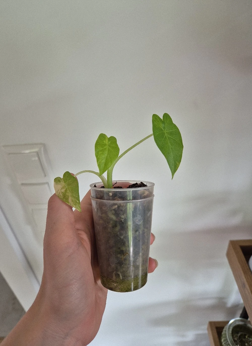 Alocasia gageana aurea