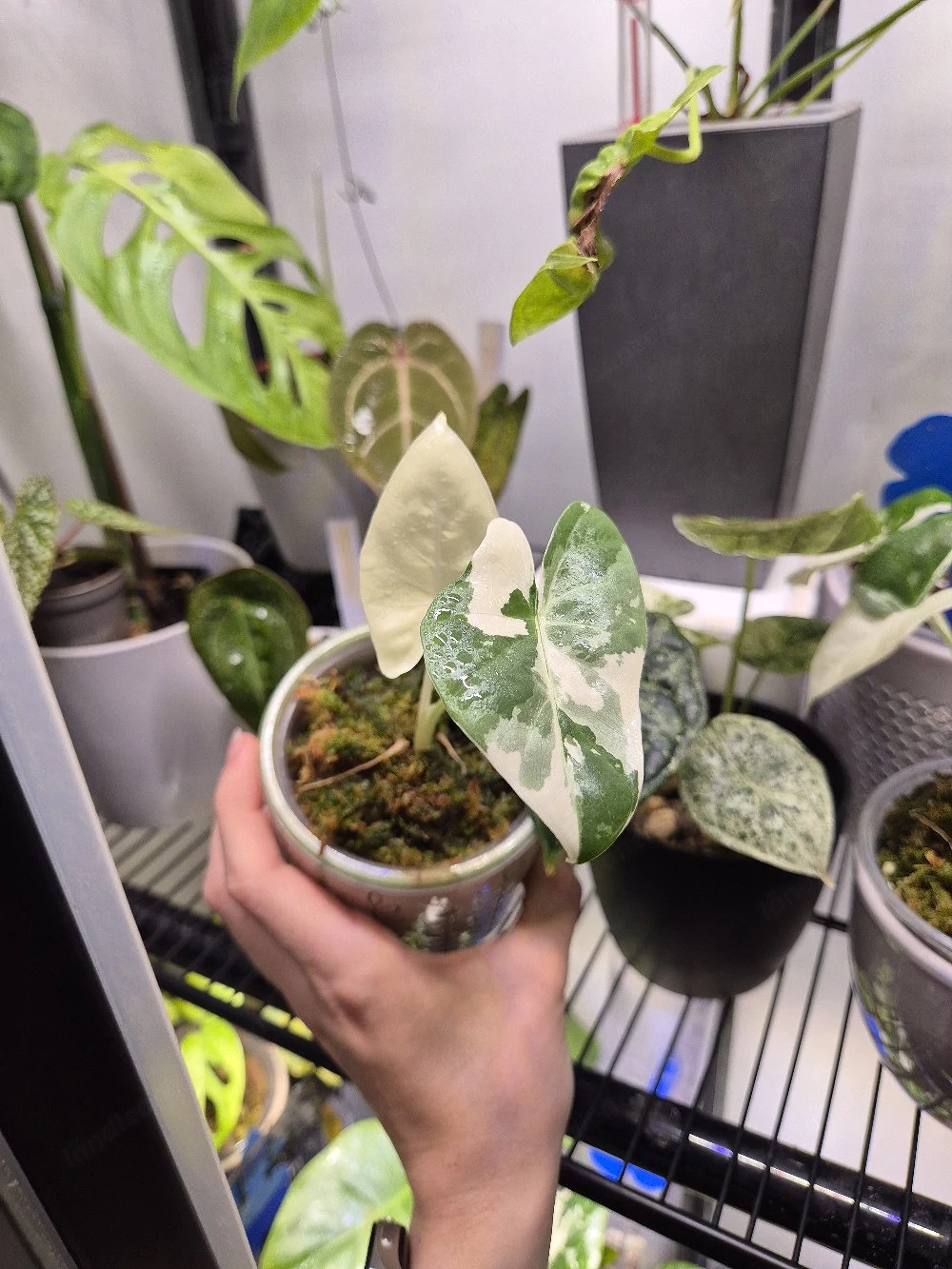 Alocasia macrorrhiza variegata 