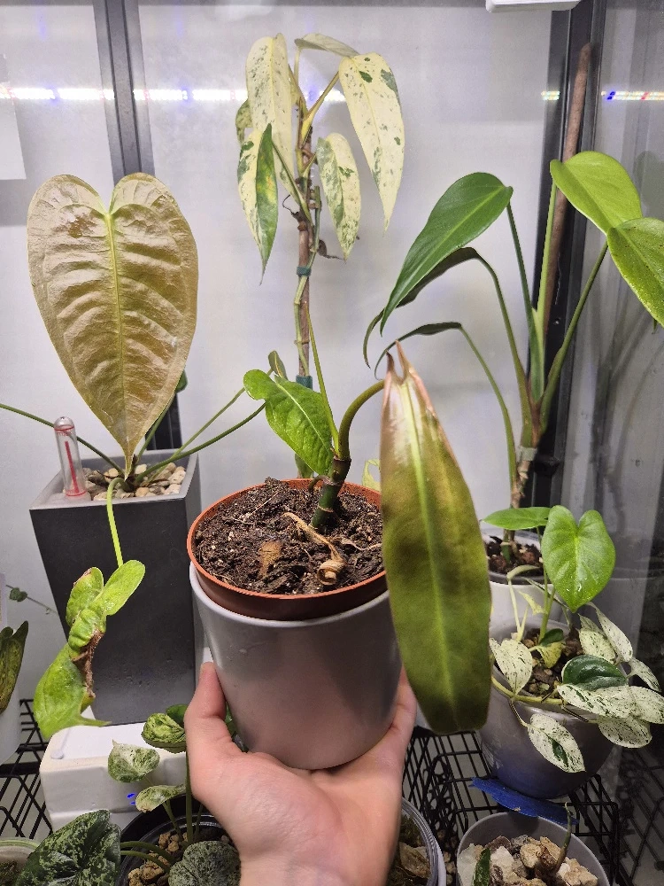 Philodendron spiritus sancti
