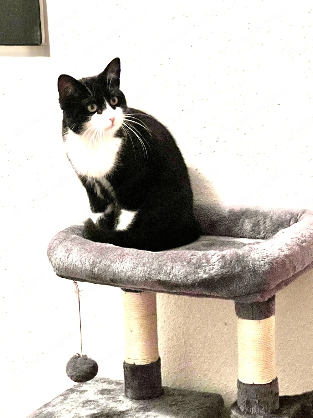 Kater Carlo wird in Rankweil vermisst