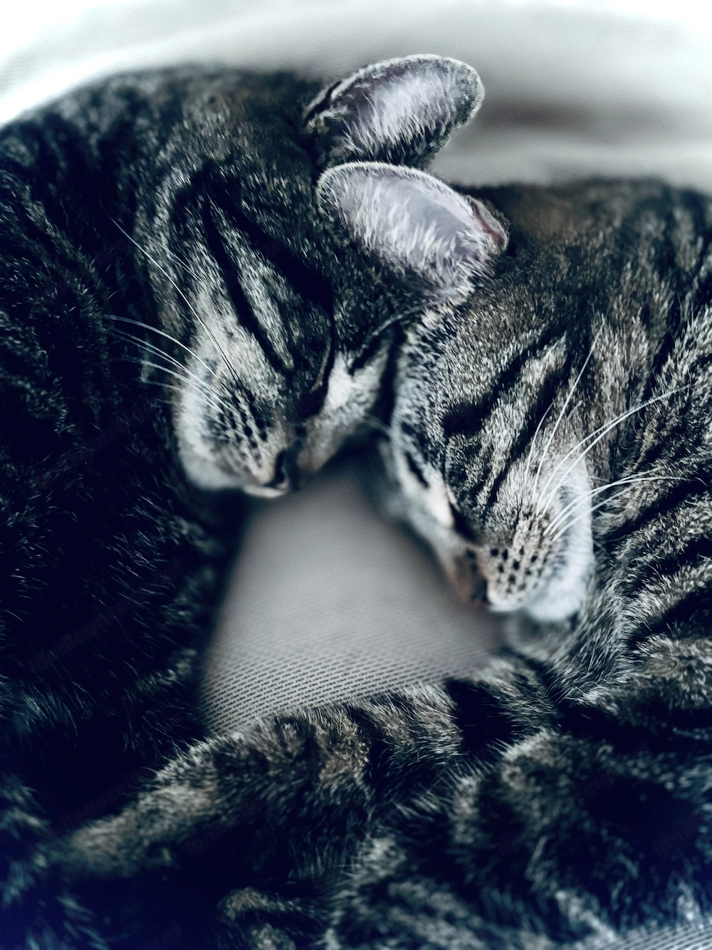 Katzen Brüderpaar zu verschenken 