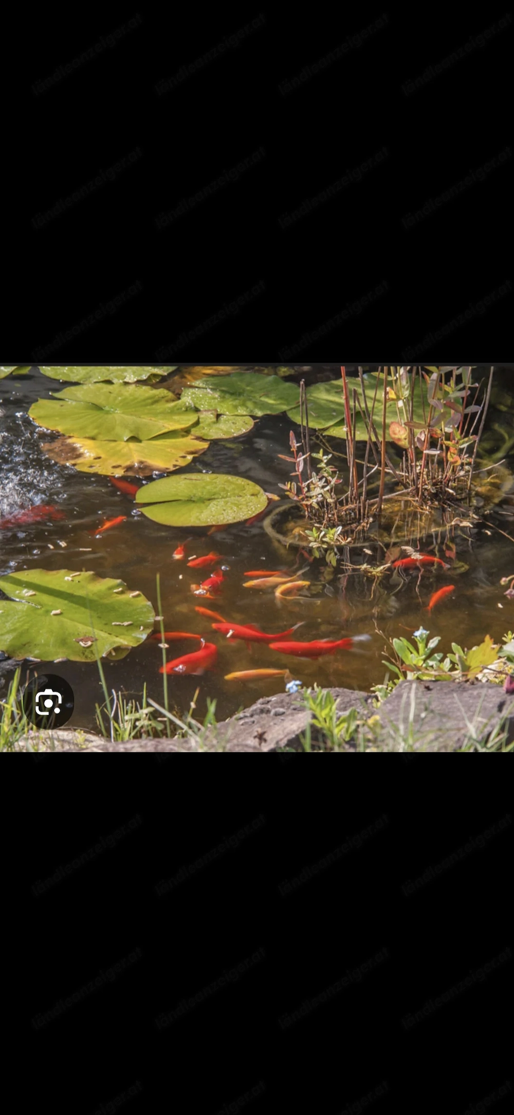 Teich Goldfische 