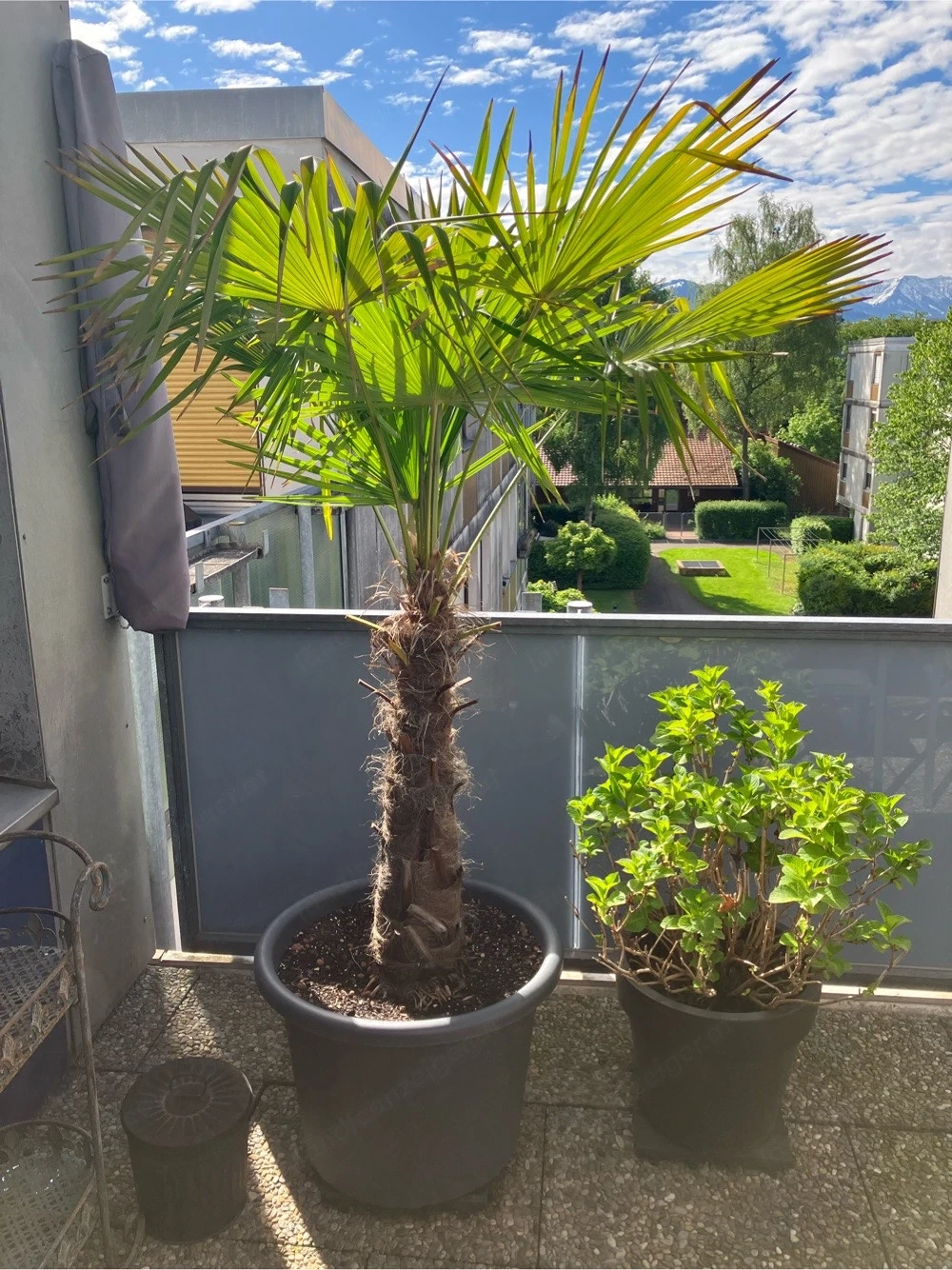 Fächerpalme