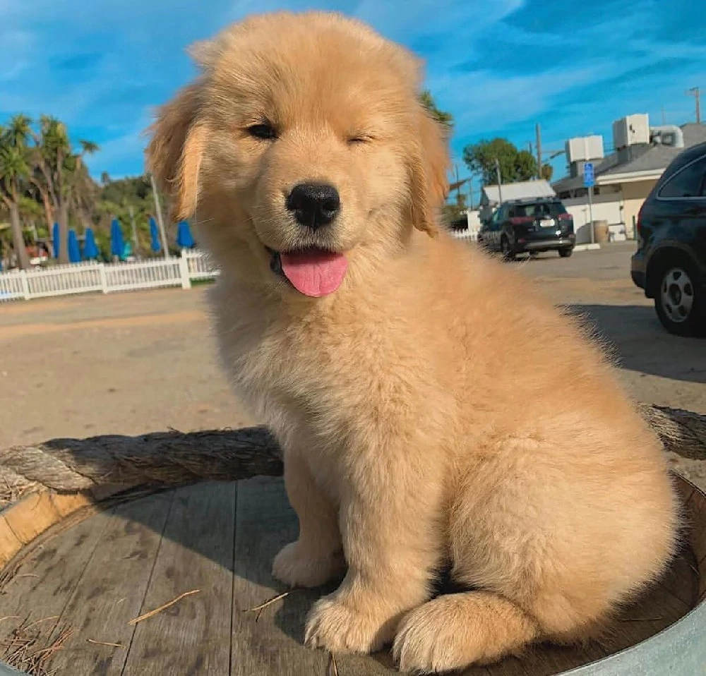 Golden-Retriever-Welpen abzugeben   gesund und verspielt