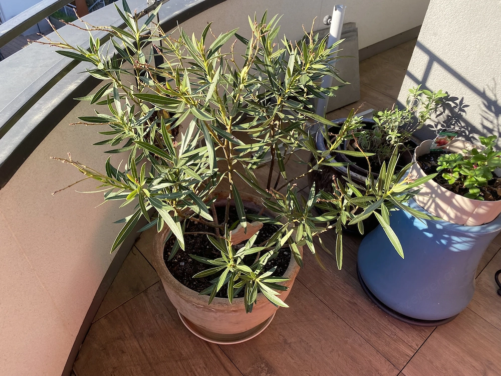 Oleander im Terracottatopf