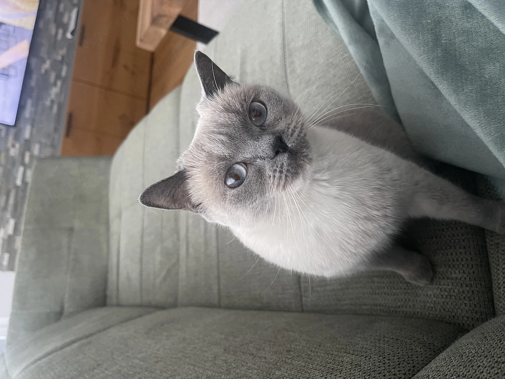 Brithkurzhaar Katze