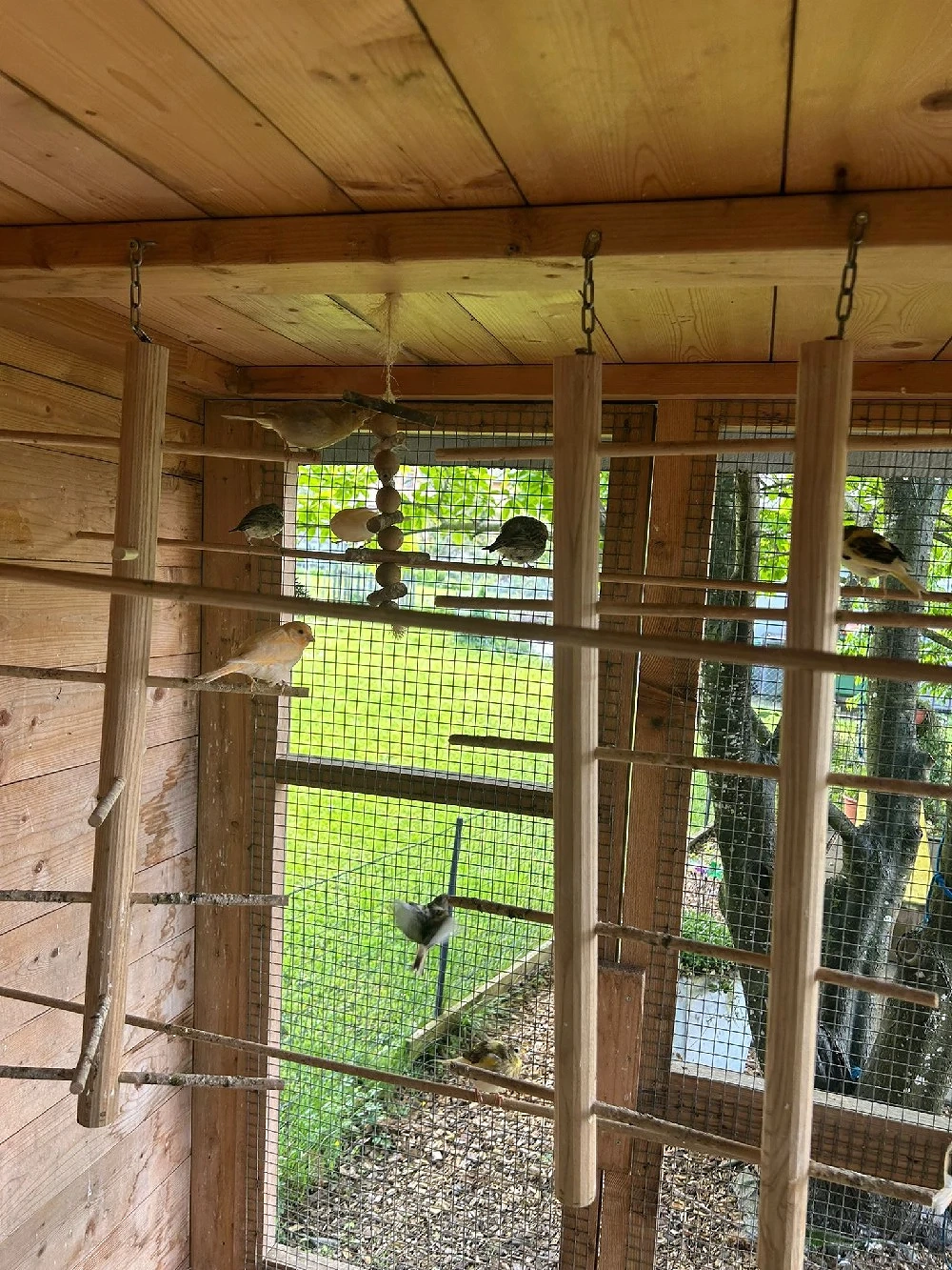 Kanarienvögel zu verkaufen 