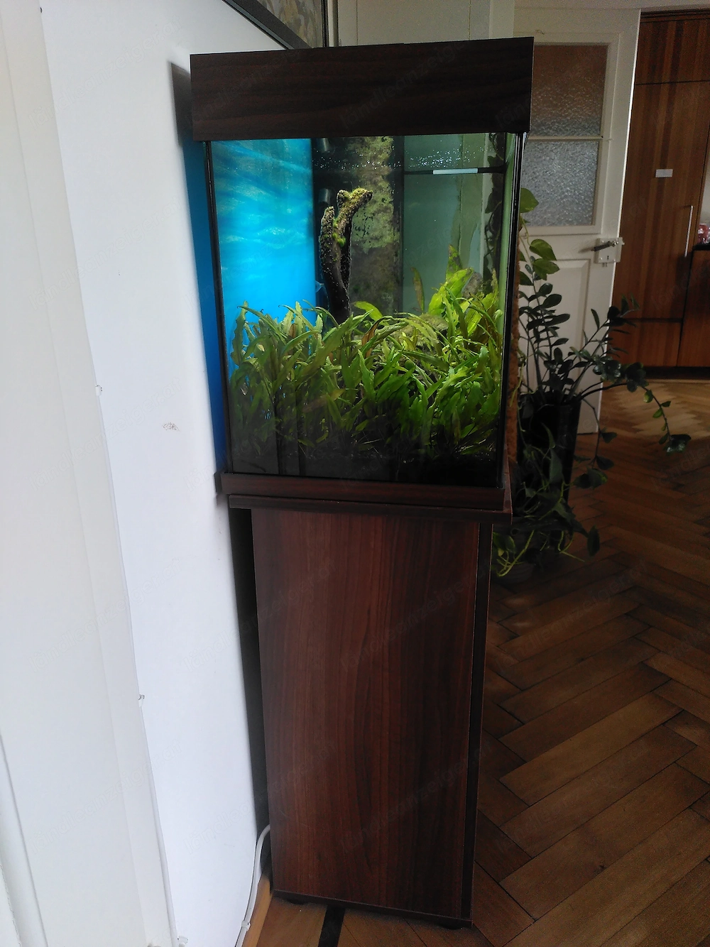 Aquarium, Juwel Rio 125, inkl. Unterschrank, Inhalt u. Zubehör 