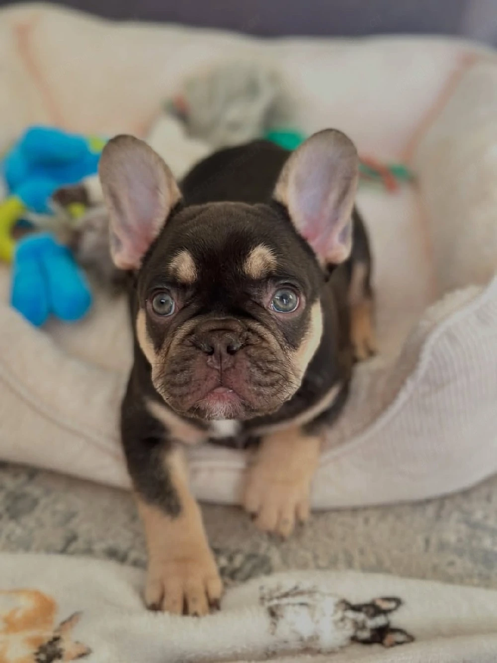 Französische Bulldoggenwelpe! Männlich.