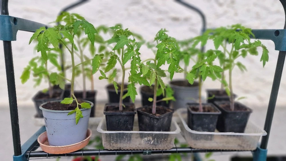 Tomatenpflanzen 