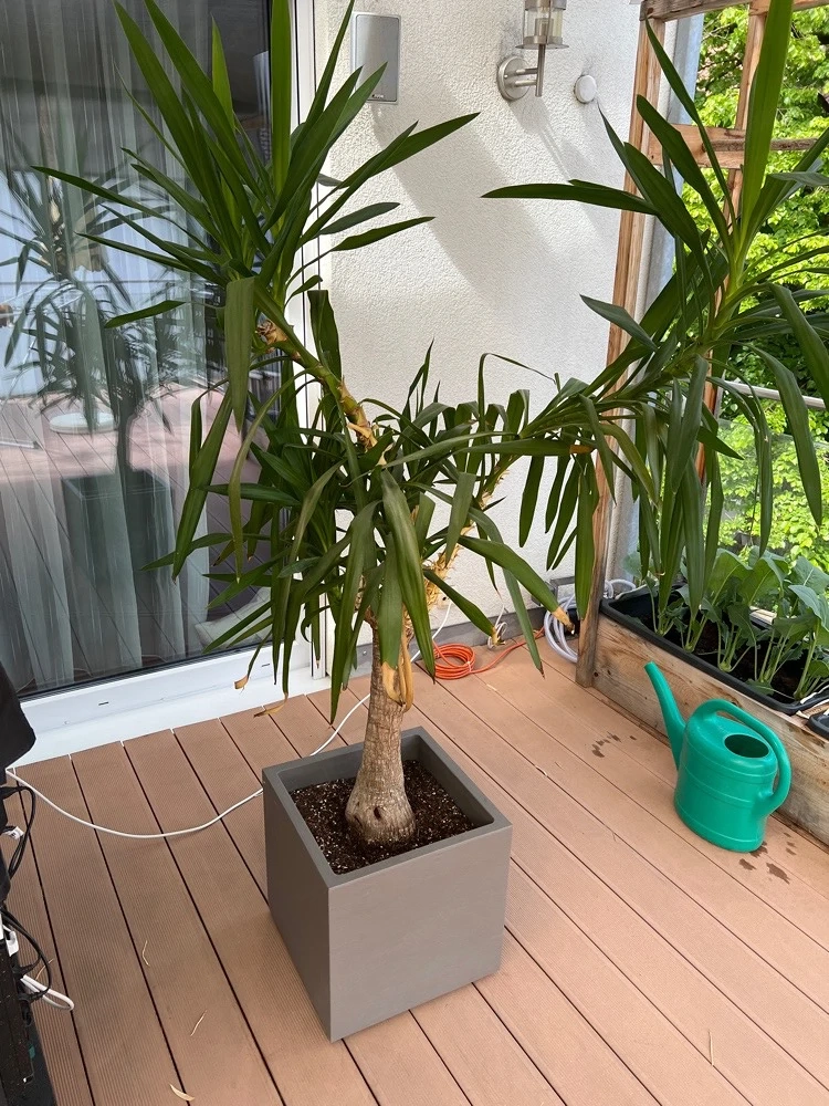 Palme mit Topf