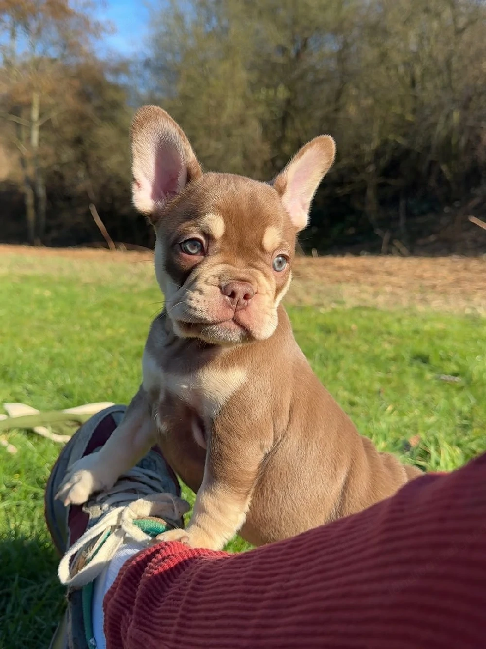 Französische Bulldoggenwelpe! Weiblich.