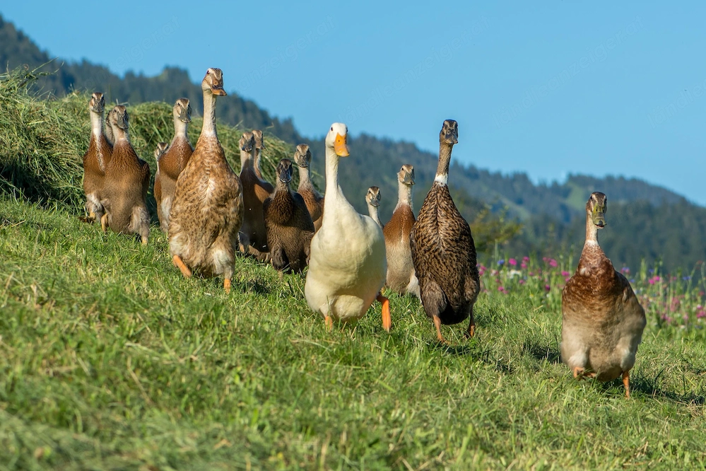 Indische Laufenten - Schneckenfresser - Enten abzugeben
