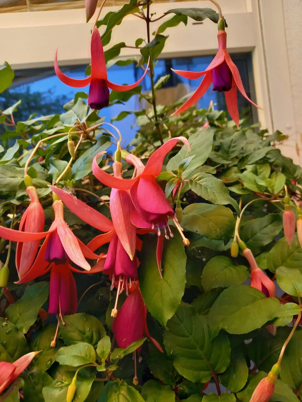  3 Hängefuchsia, ca. 15 jährig, mit langen, roten Blüten zu verschenken