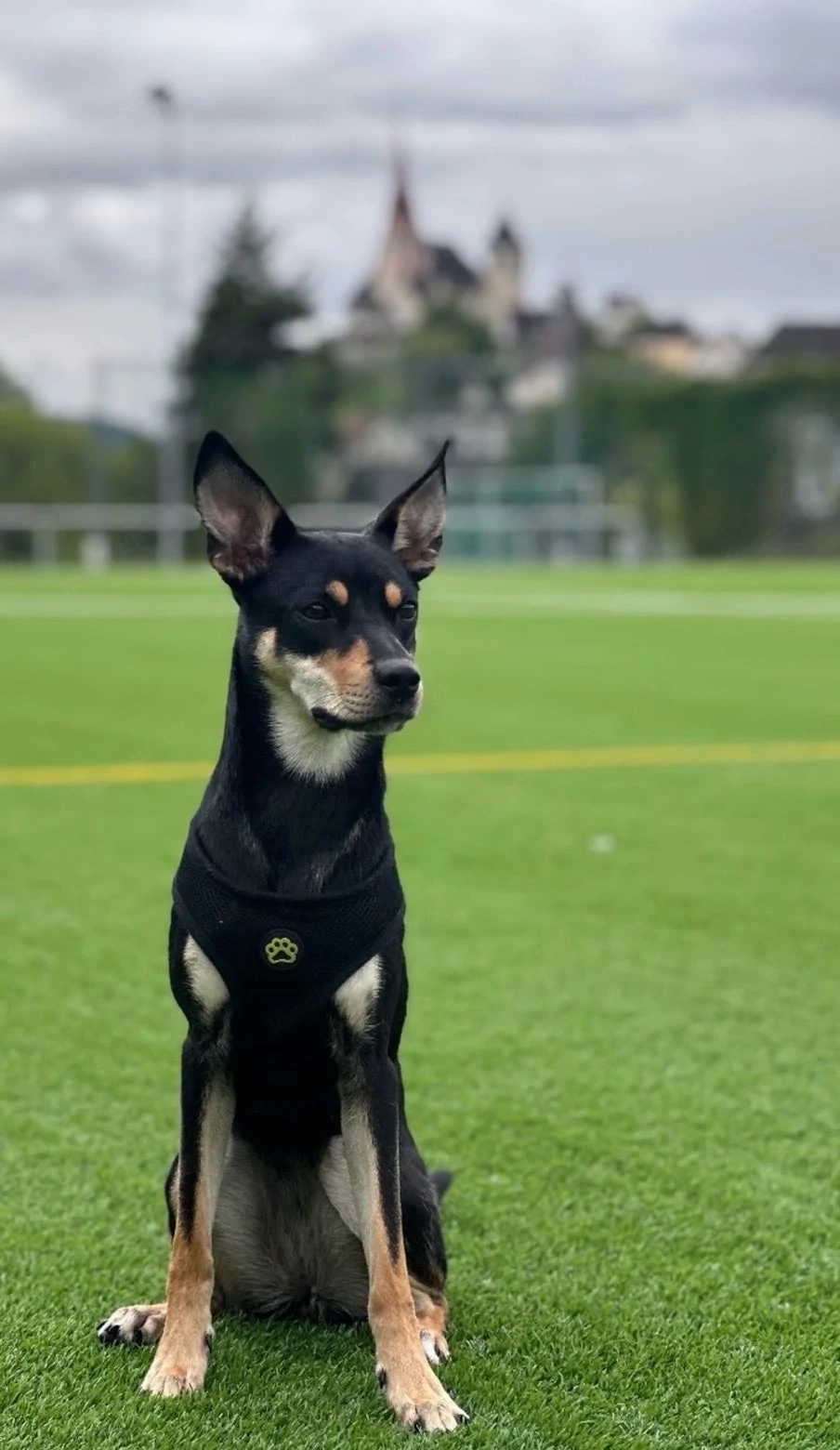 Pinscher Dobermann NOTVERKAUF