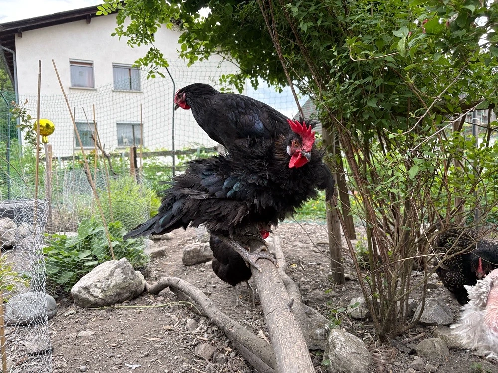 Junghähne suchen neues zu Hause