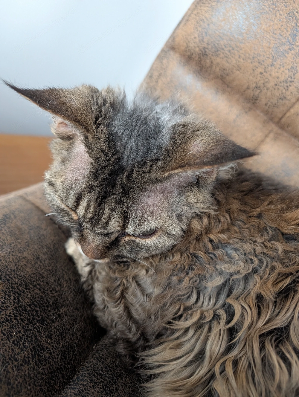 Reinrassige Katze Igor